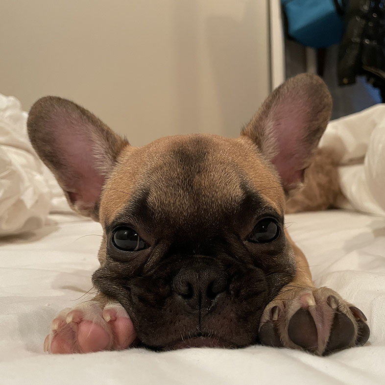 French Bulldog Lying on Bed | Taste of the Wild