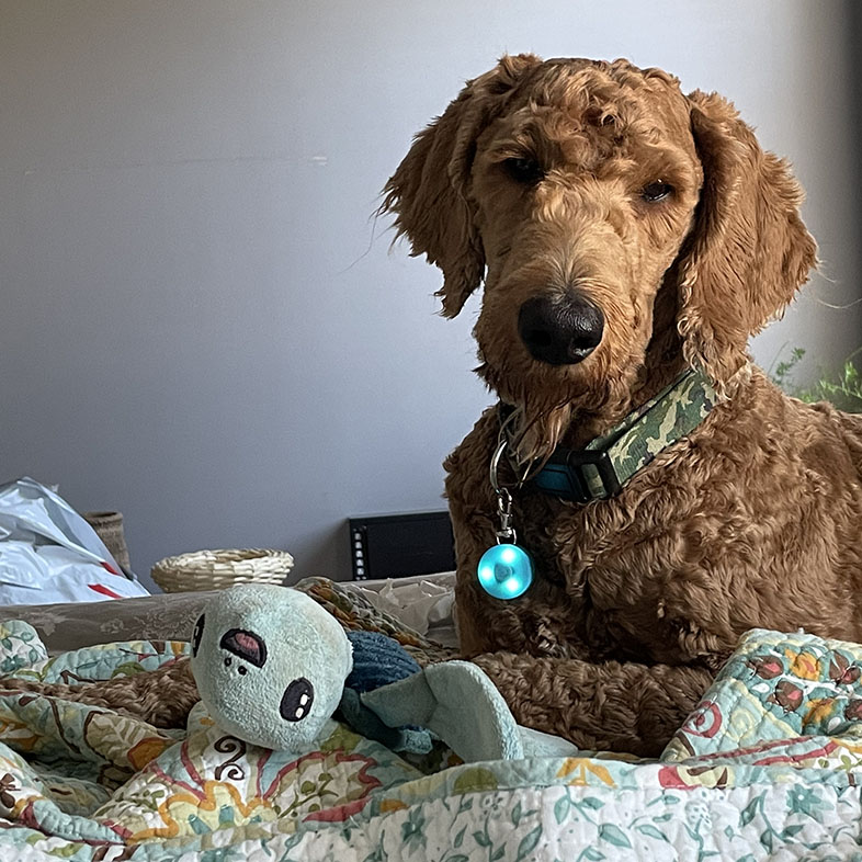 Goldendoodle Lying on Bed | Taste of the Wild