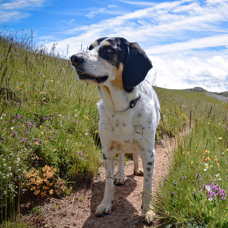 Mixed Breed Dog on a Hike | Taste of the Wild