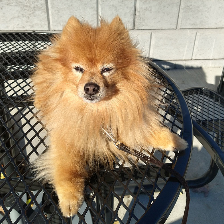 Pomeranian Sunbathing on Table | Taste of the Wild
