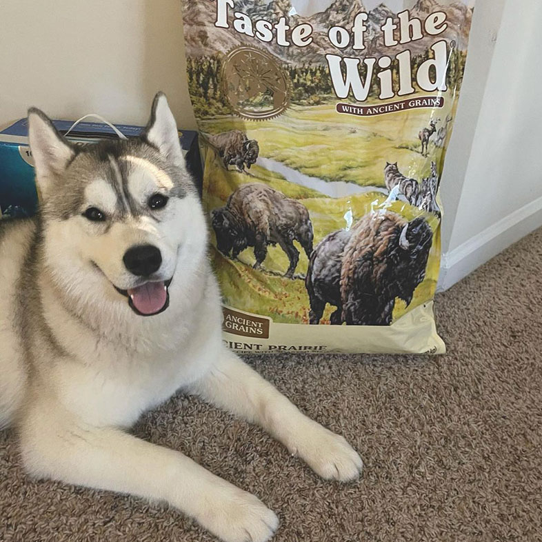 Siberian Husky Next to Taste of the Wild Food Bag | Taste of the Wild