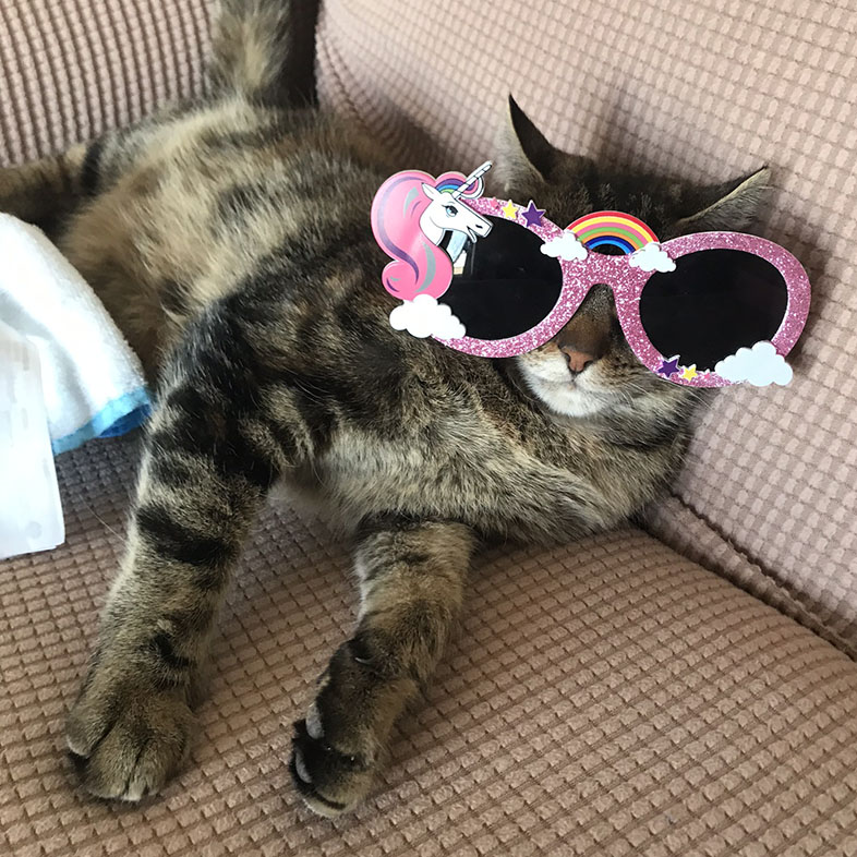Tortoiseshell Cat Wearing Sunglasses | Taste of the Wild