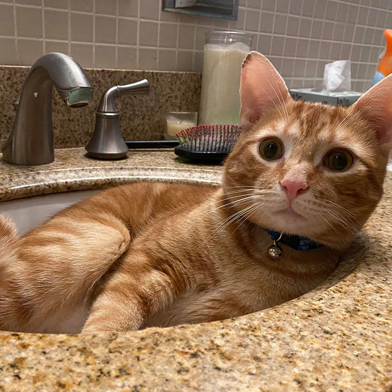 Cat Lying in Sink | Taste of the Wild