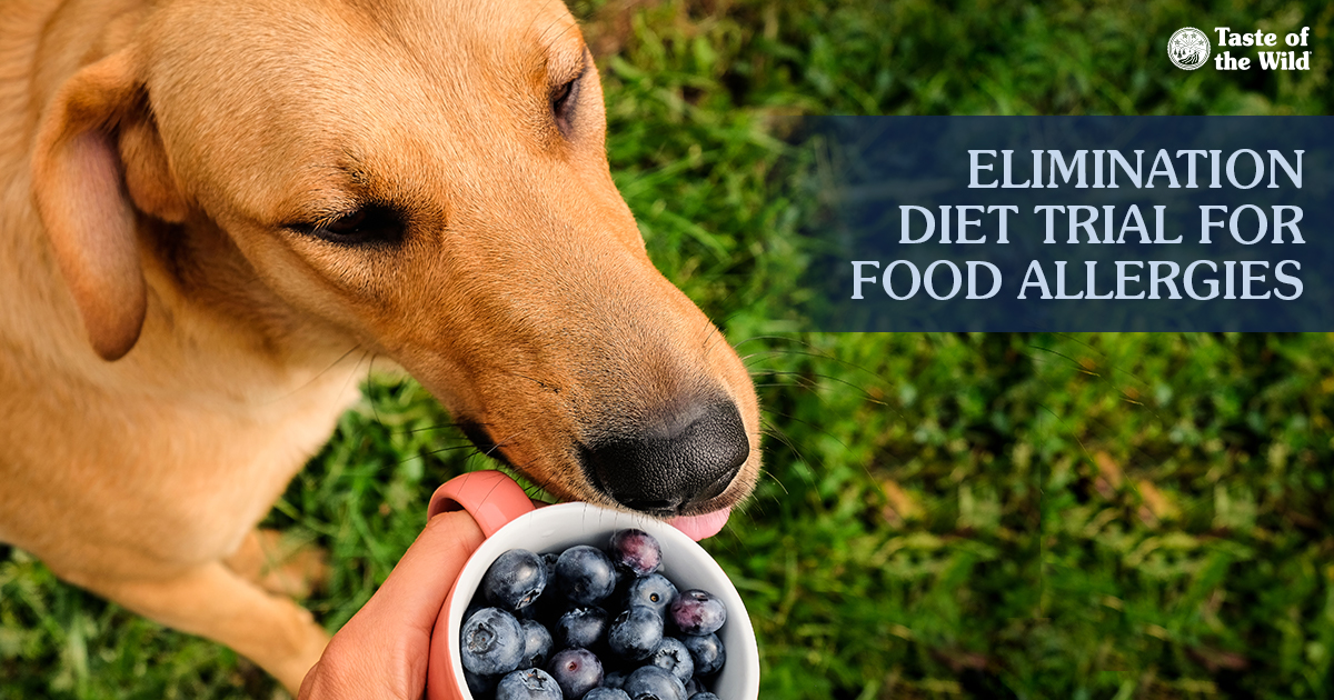 Dog with Blueberries Text Graphic | Taste of the Wild