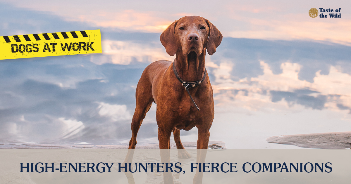 Dogs at Work: High-Energy Hunters, Fierce Companions Text Graphic | Taste of the Wild