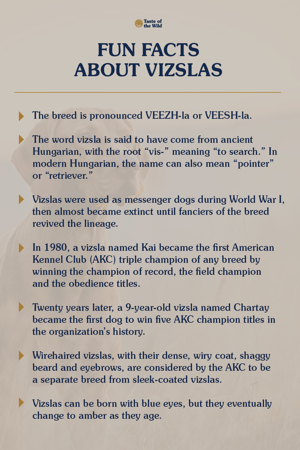 An interior graphic detailing seven fun facts about vizslas.