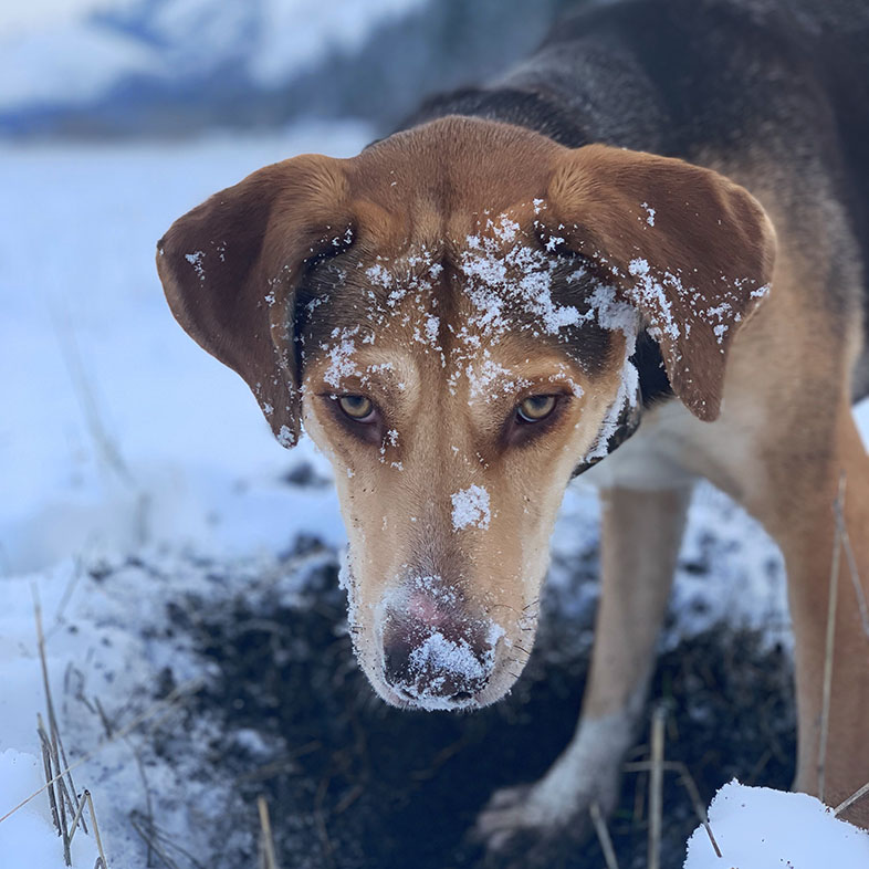 Hound Husky Mix with Snow in Face | Taste of the Wild