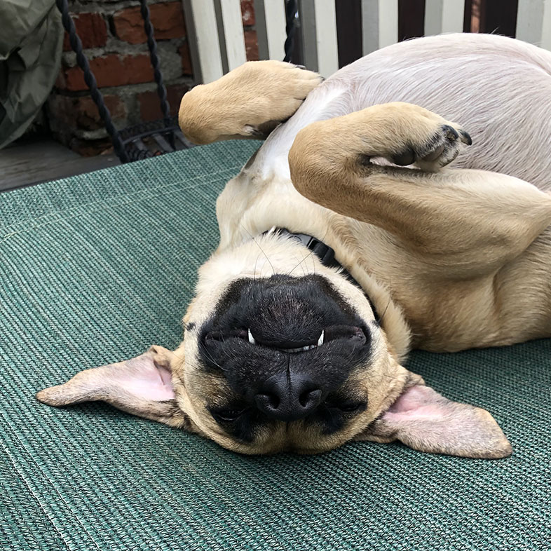 Mixed Breed Dog Upside Down | Taste of the Wild