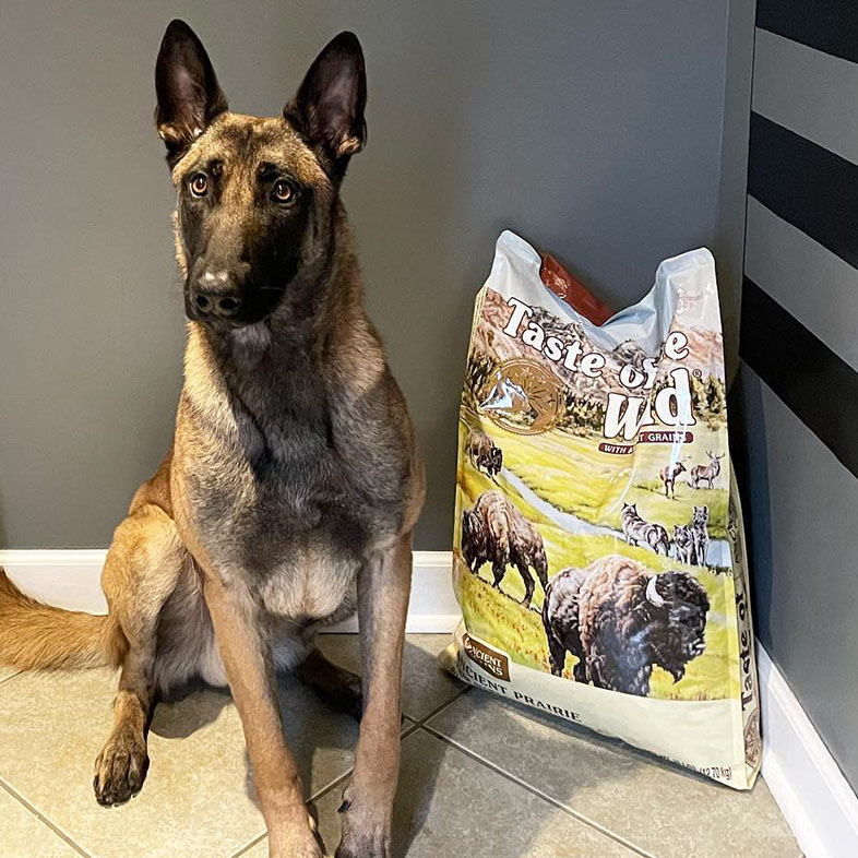 Mixed Breed Dog Sitting Between Taste of the Wild Food Bags | Taste of the Wild