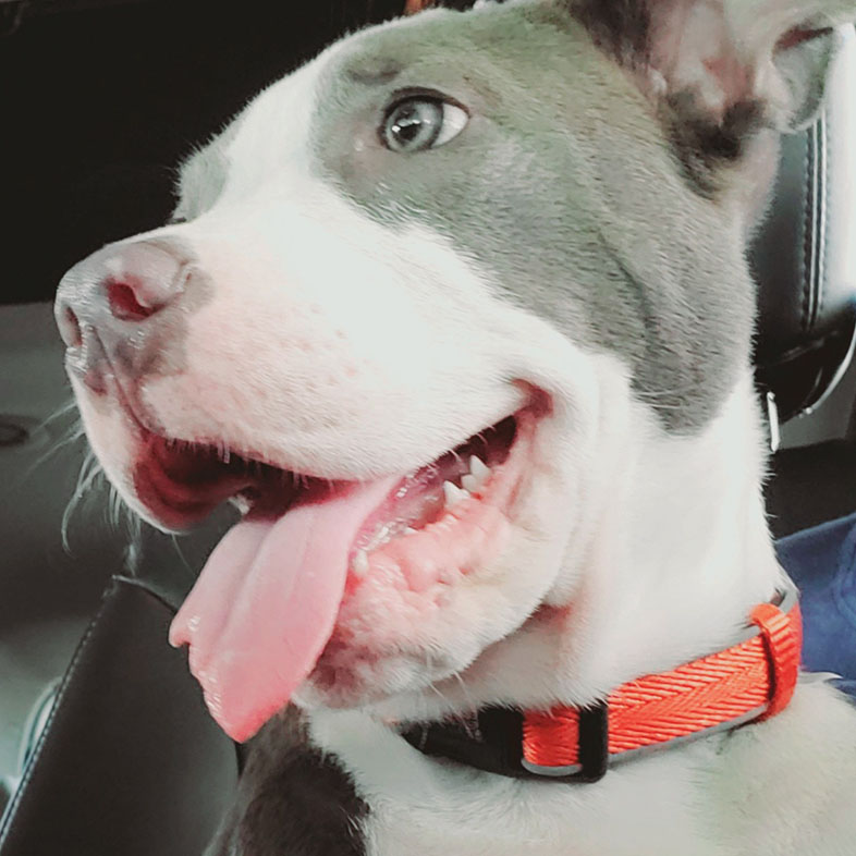 American Terrier Sticking Tongue Out in Car | Taste of the Wild