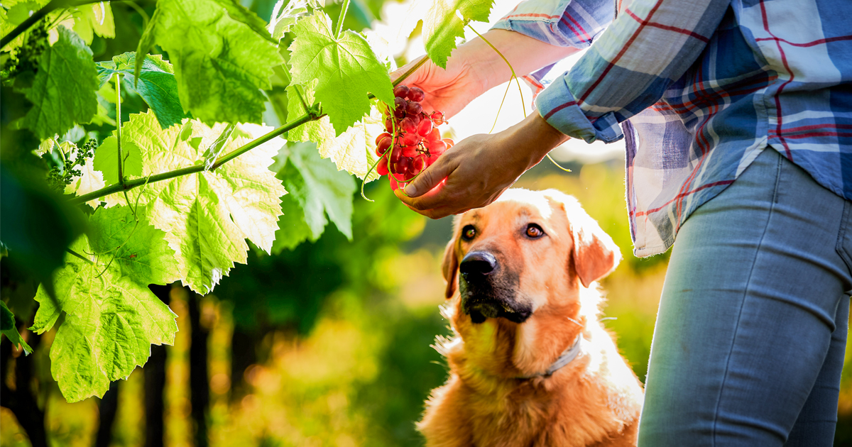 Dog Looking at Grapes graphic | Taste of the Wild