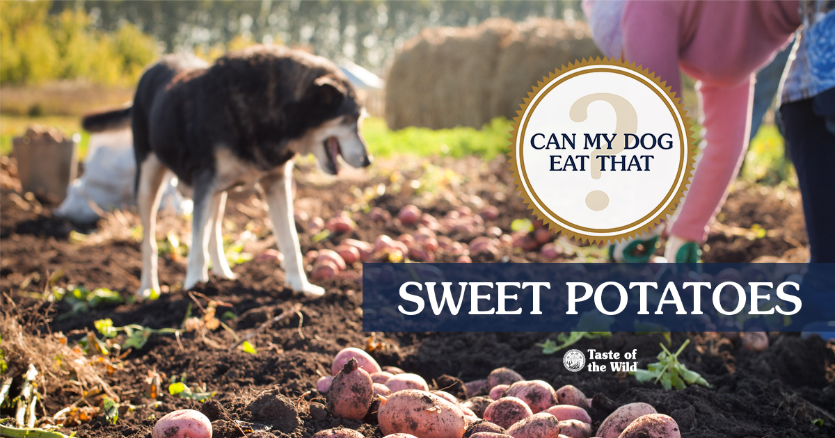 A dog standing in a field where sweet potatoes are being grown.
