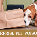 Dog Sniffing Inside Paper Bag Graphic | Taste of the Wild