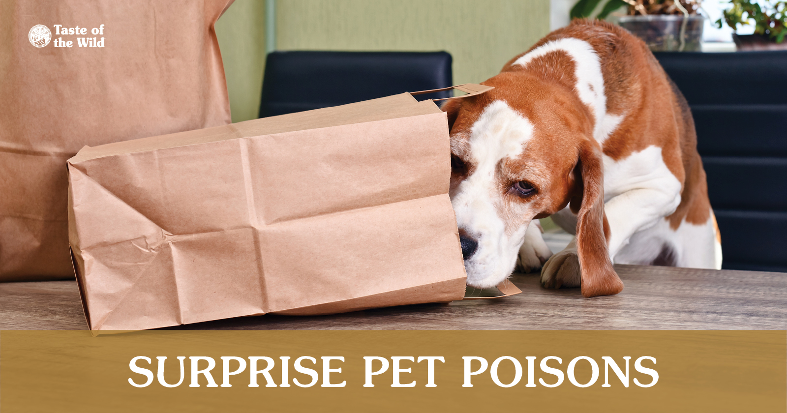 Dog Sniffing Inside Paper Bag Graphic | Taste of the Wild