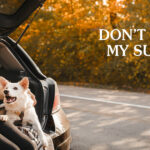 Dog Traveling in Car Text Graphic | Taste of the Wild