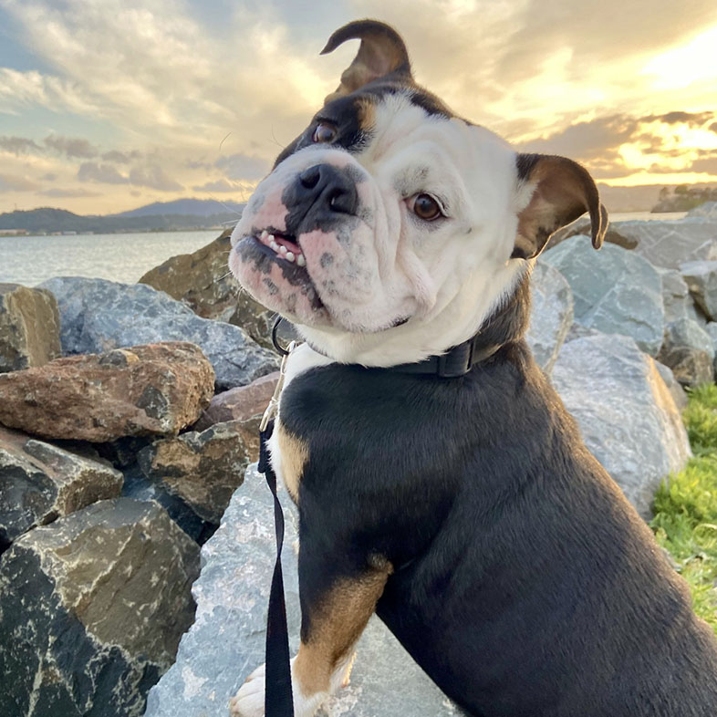 English Bulldog Looking Over Rocks | Taste of the Wild