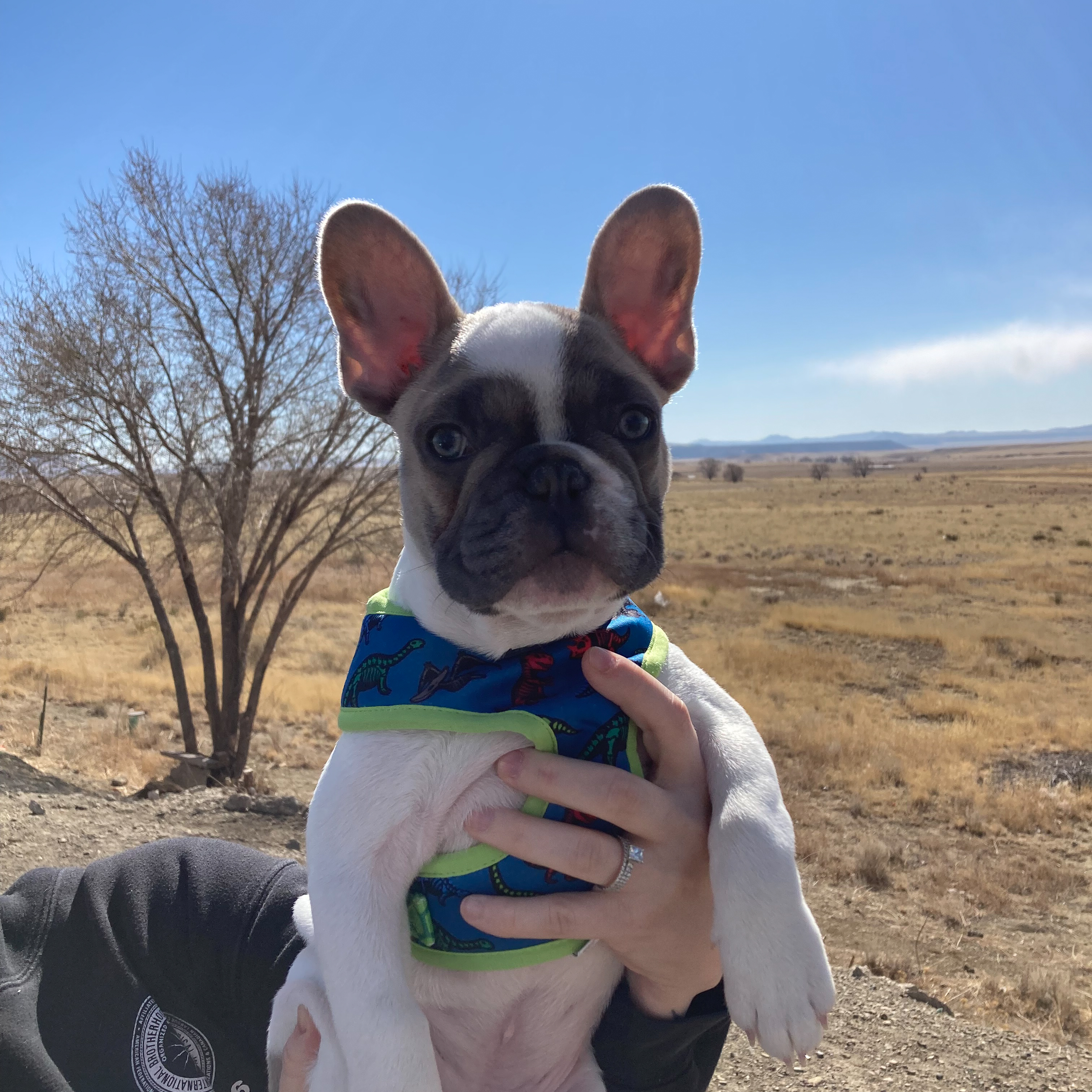 French Bulldog with Ears Sticking Up | Taste of the Wild