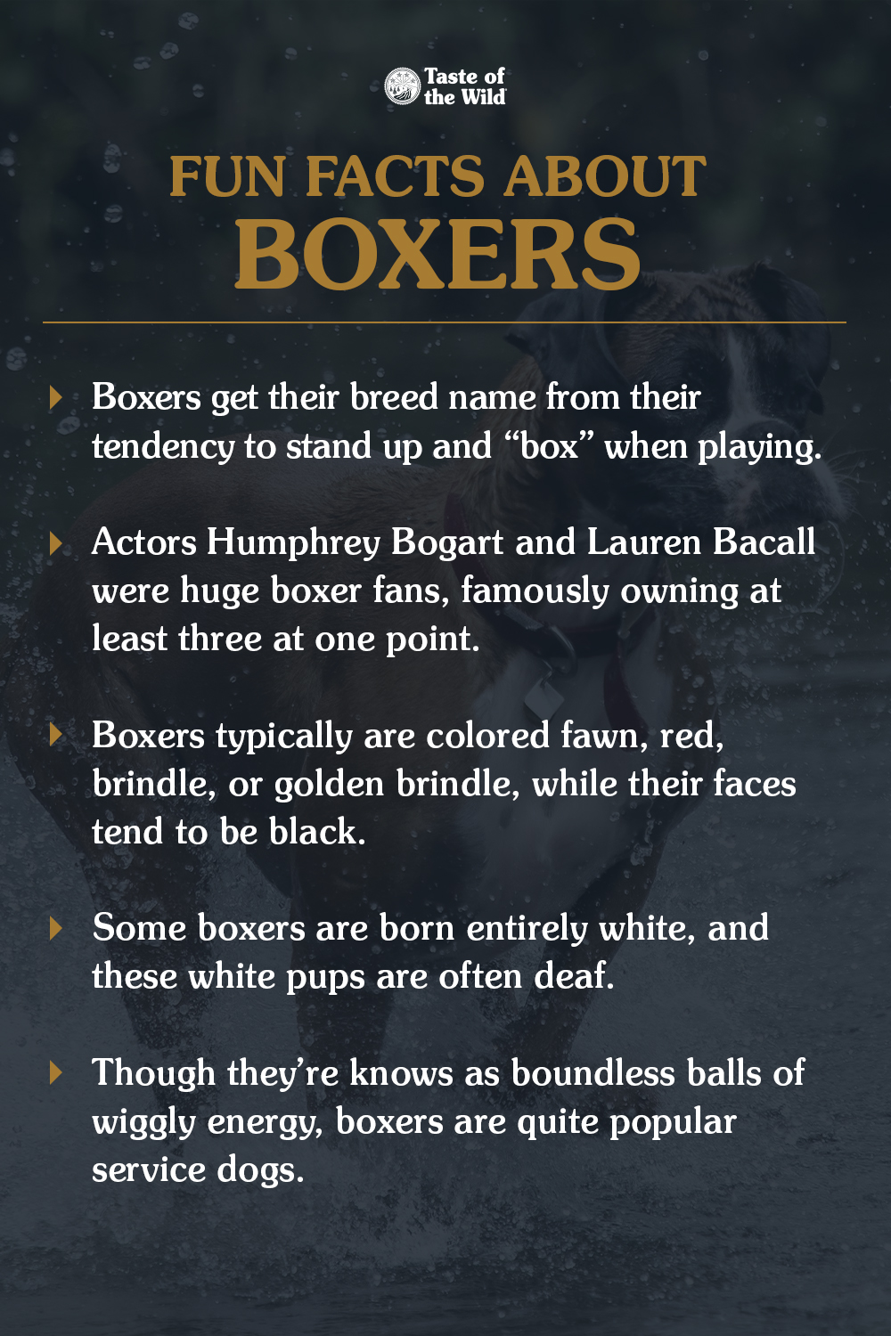An interior graphic detailing five fun facts about boxers.