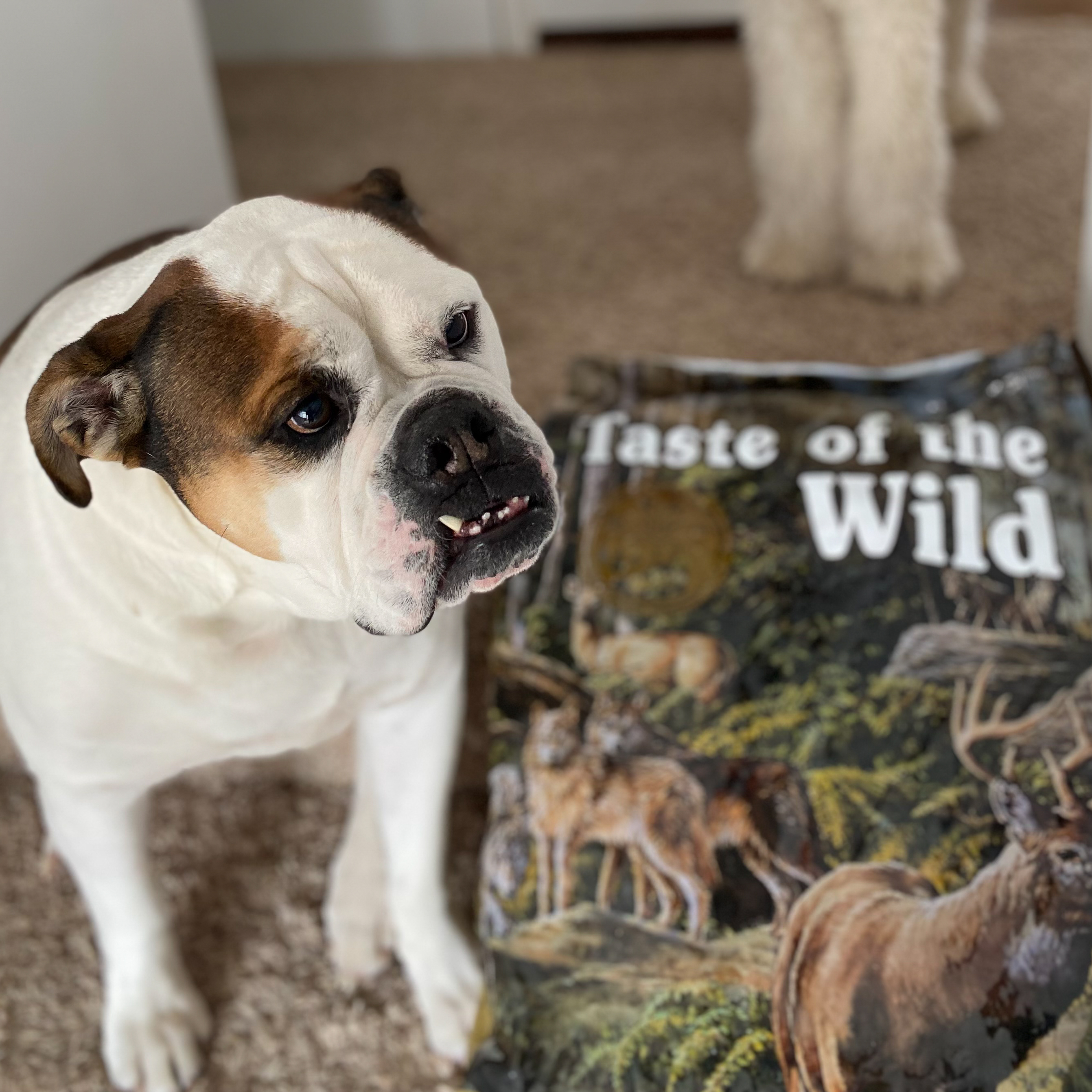Bulldog Standing Next to Taste of the Wild Food Bag | Taste of the Wild