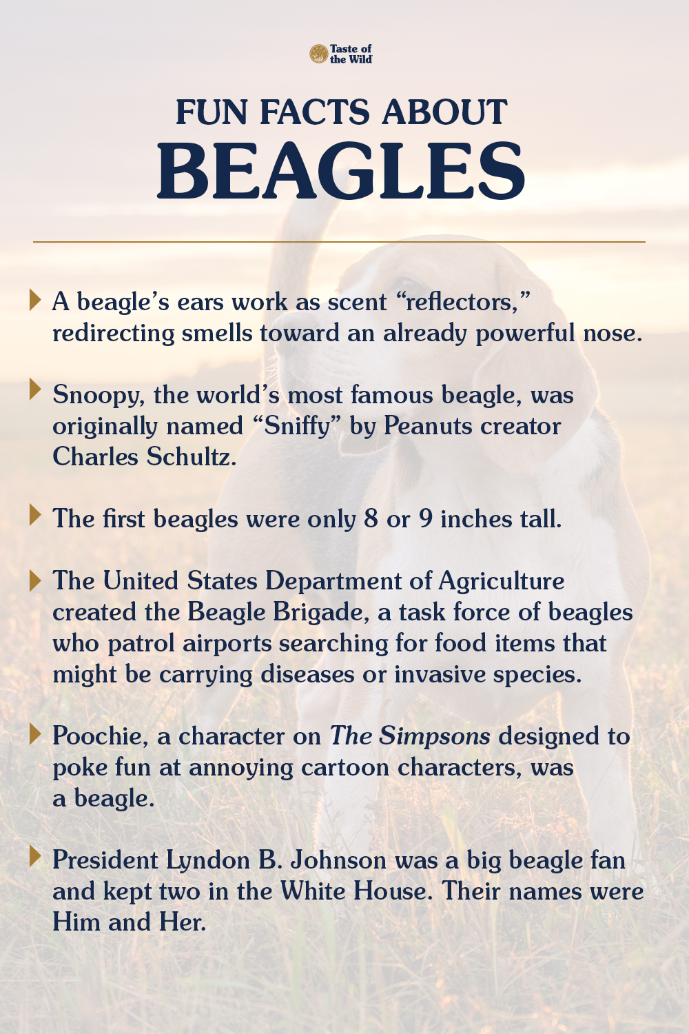 Fun Facts About Beagles Info Graphic | Taste of the Wild