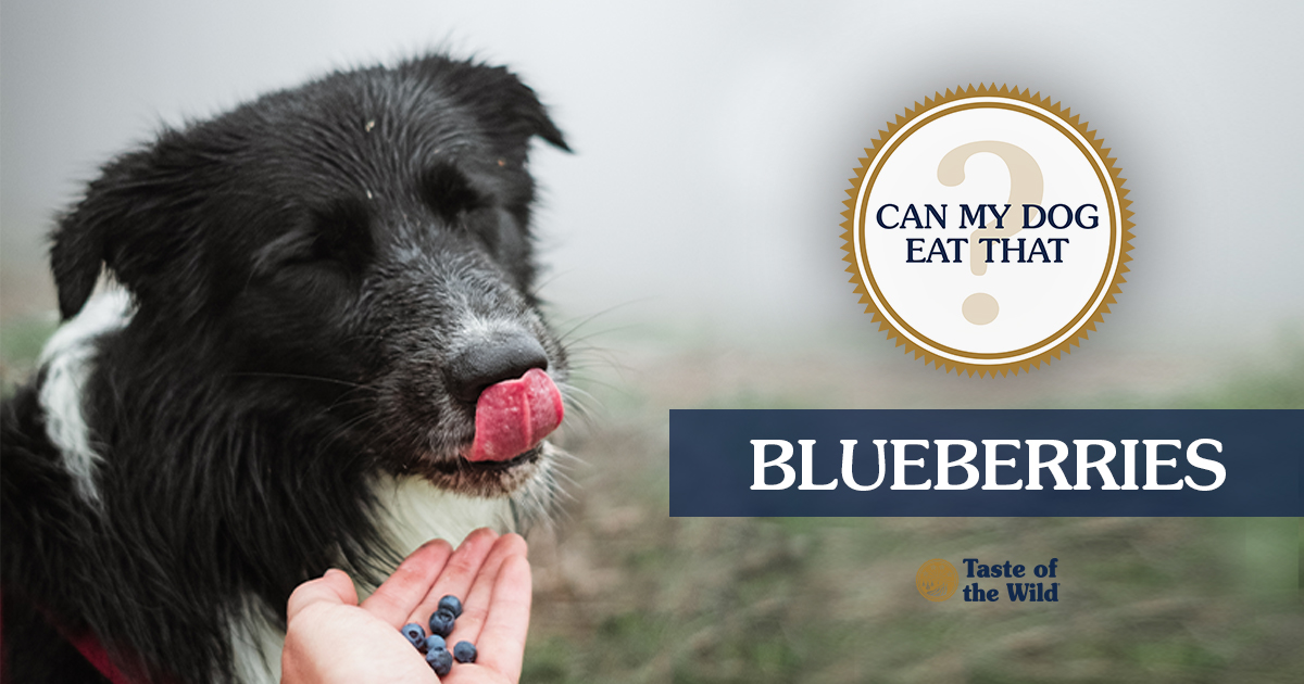 Human Giving Dog Blueberries Graphic | Taste of the Wild