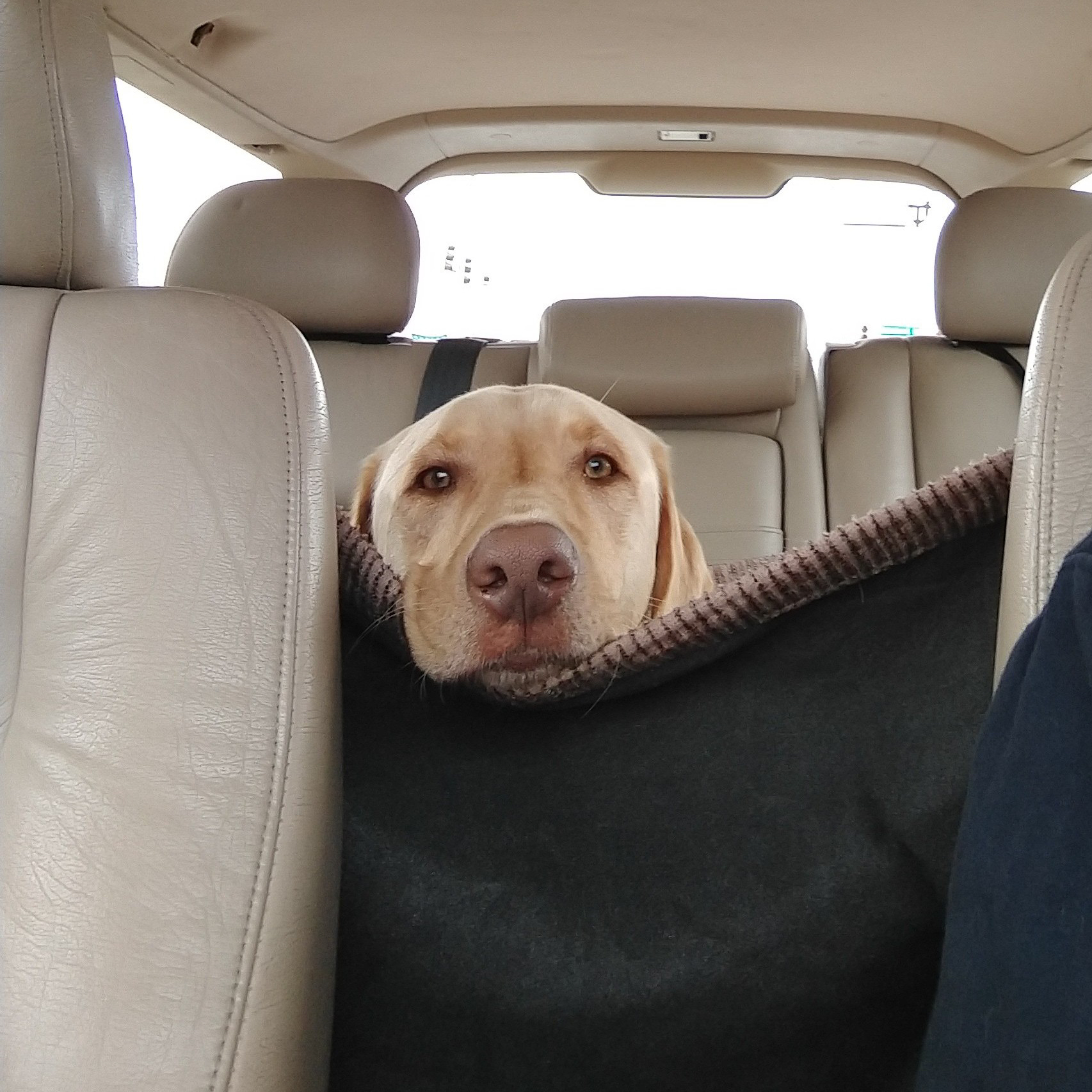 Labrador Retriever in Back of Car | Taste of the Wild