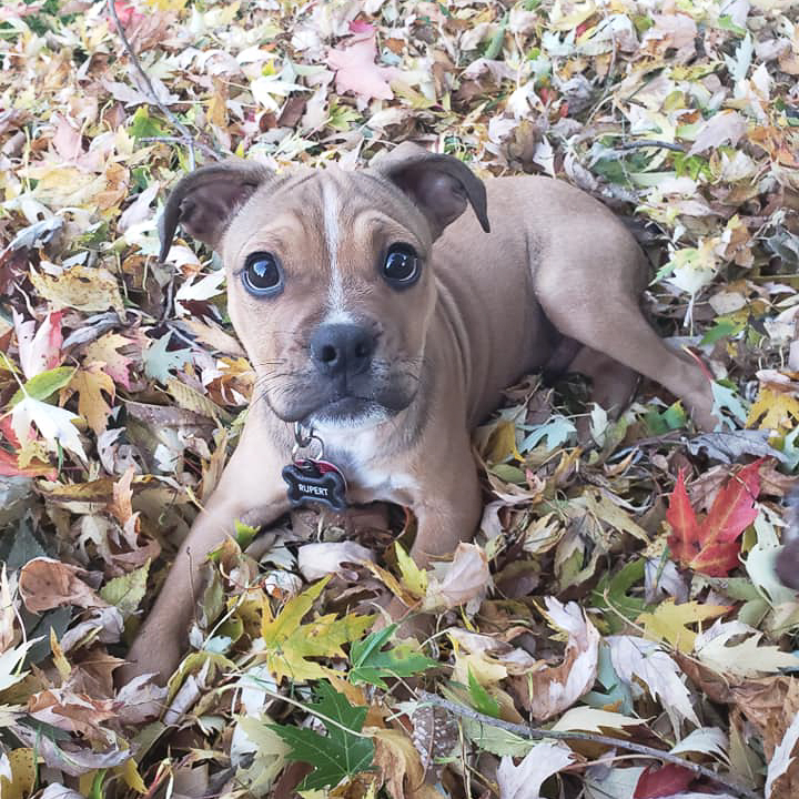Mixed Breed Puppy Lying in a Pile of Leaves | Taste of the Wild
