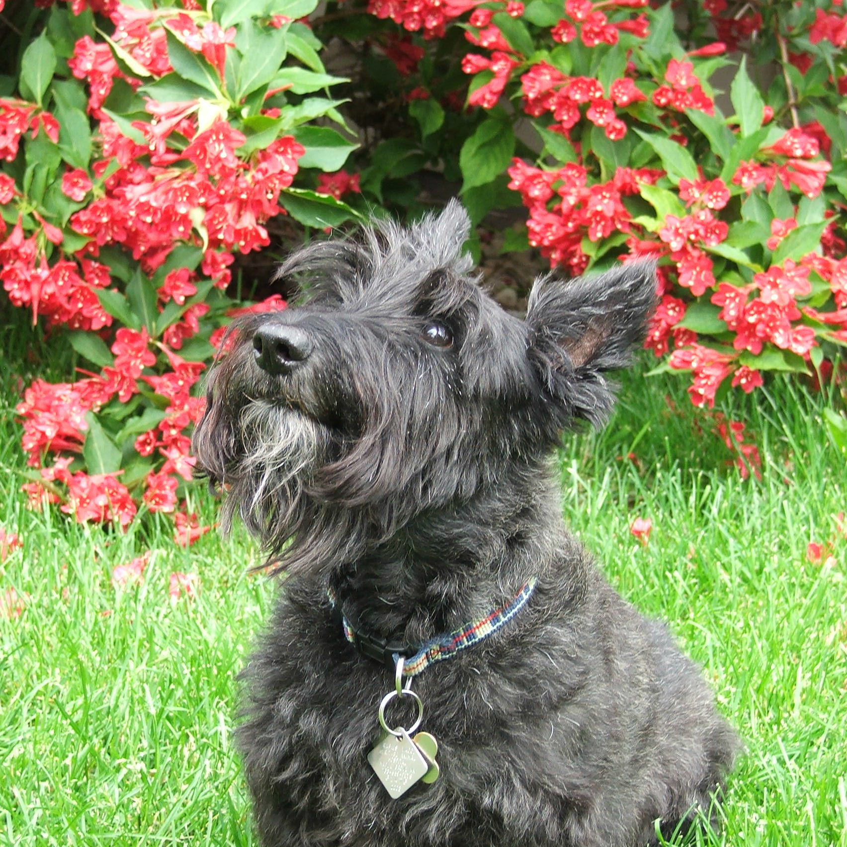 Scottish Terrier Looking Up Smiling | Taste of the Wild