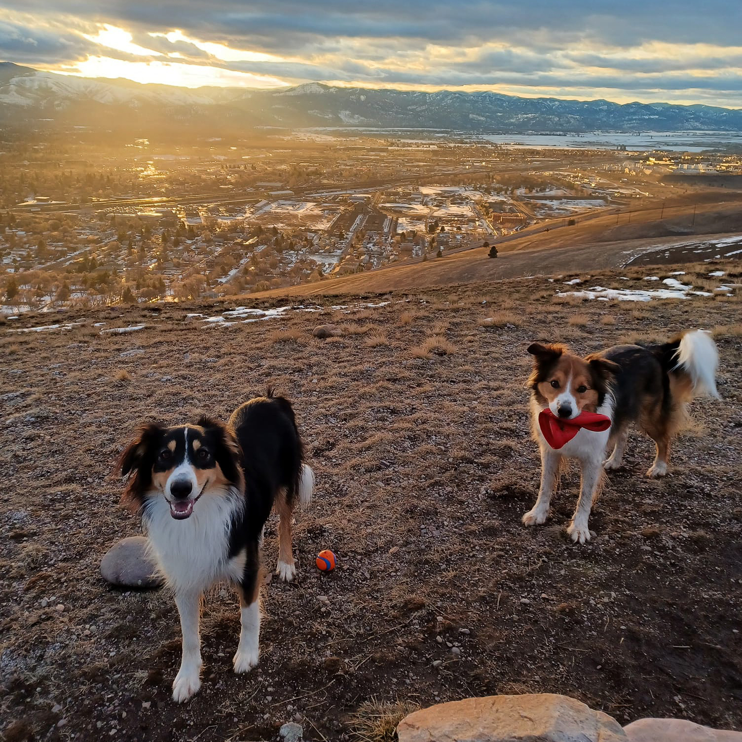 Two Dogs Running at Top of Mountain | Taste of the Wild