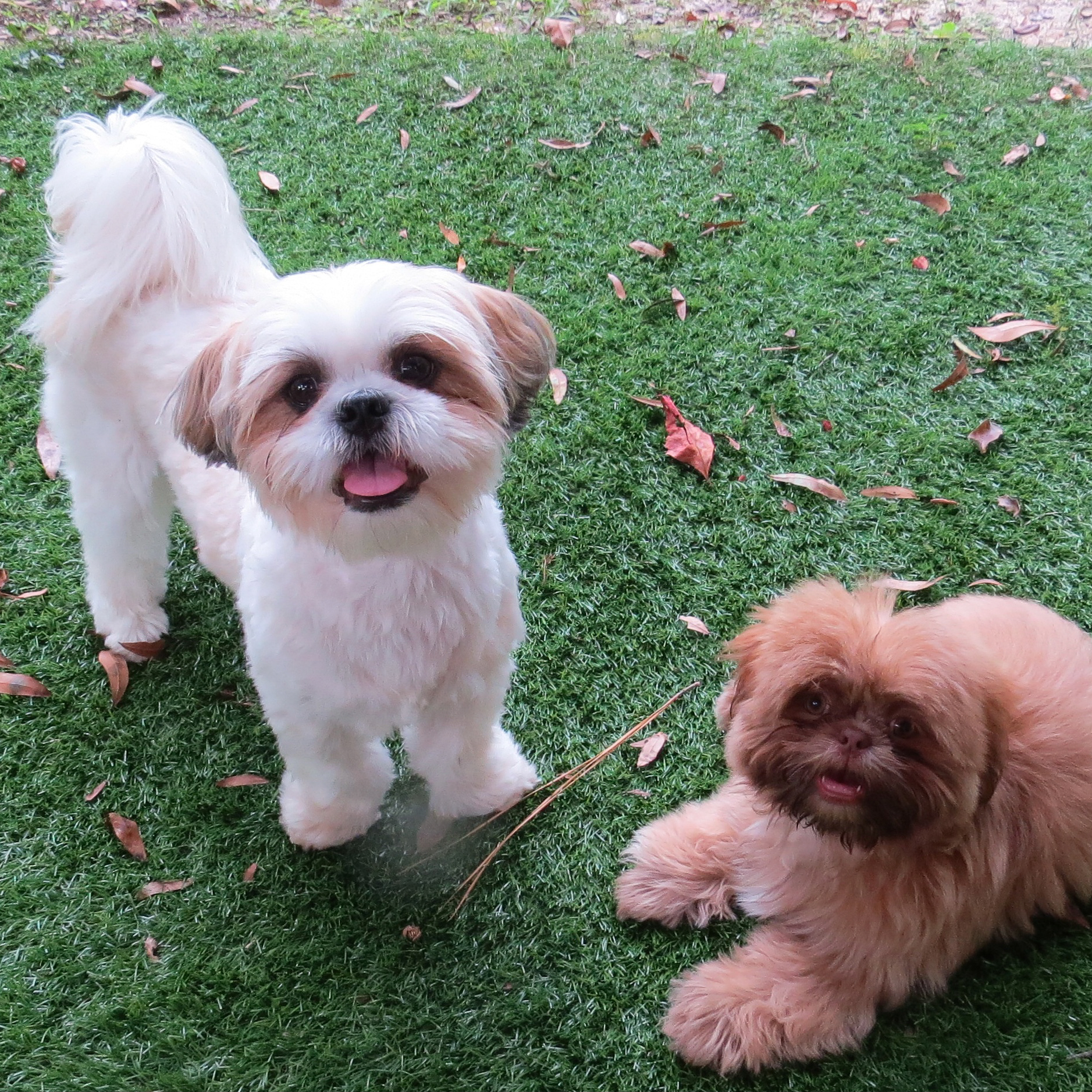 Two Shih Tzus Sticking Tongues Out | Taste of the Wild