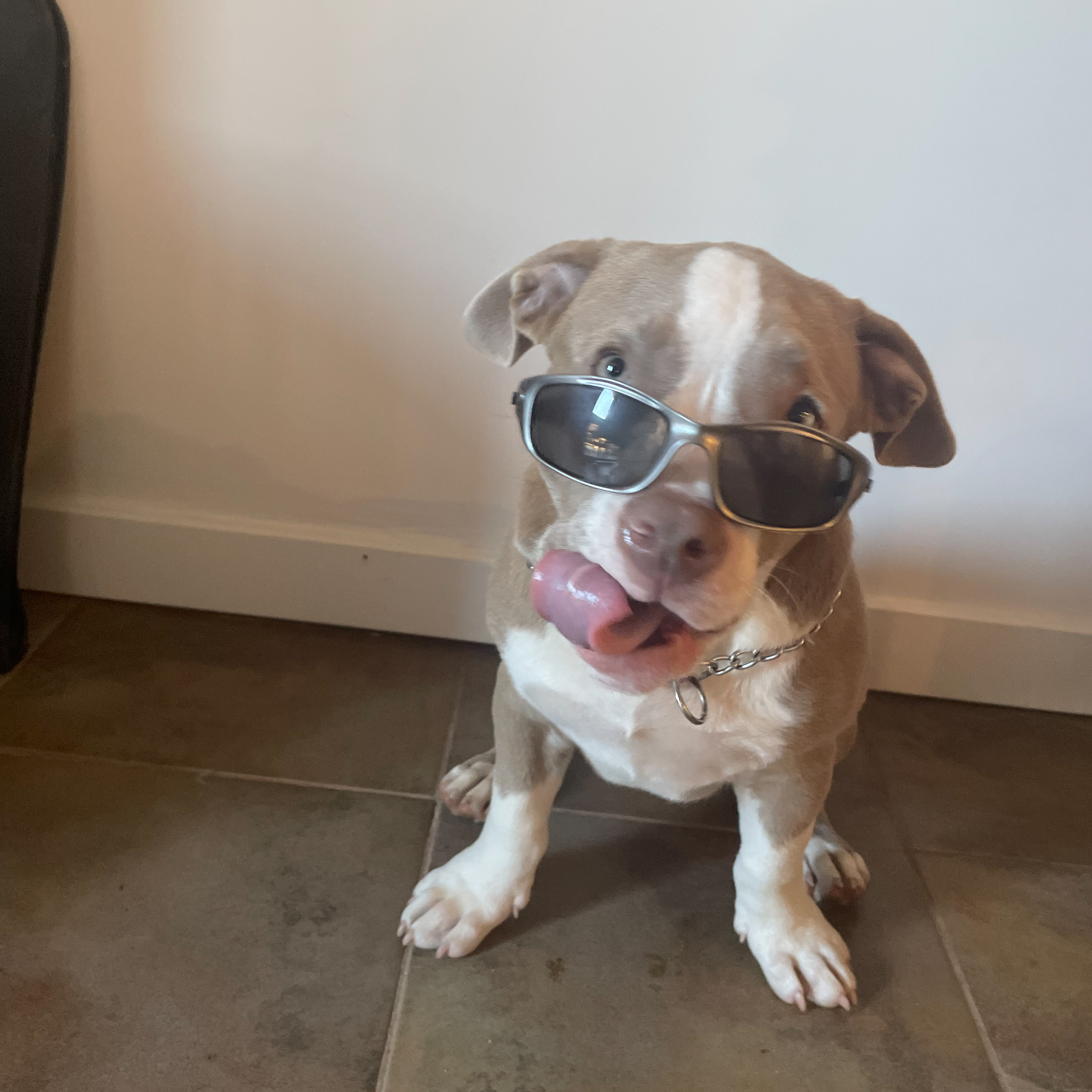 American Pitbull Terrier Wearing Sunglasses | Taste of the Wild