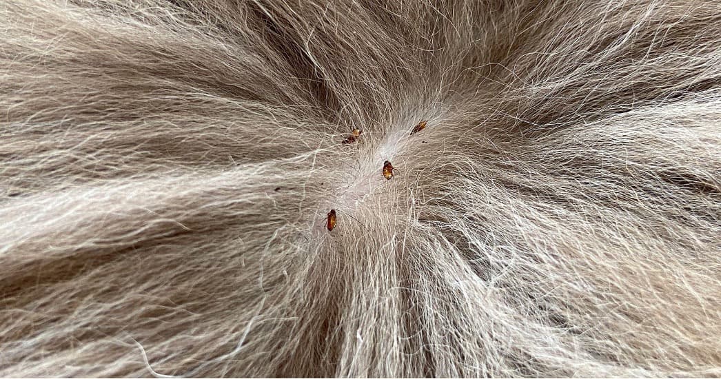 Fleas on Dog Fur Graphic | Taste of the Wild