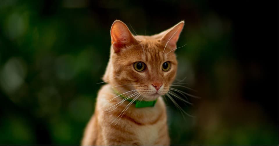 Orange Cat with Green Collar Graphic | Taste of the Wild
