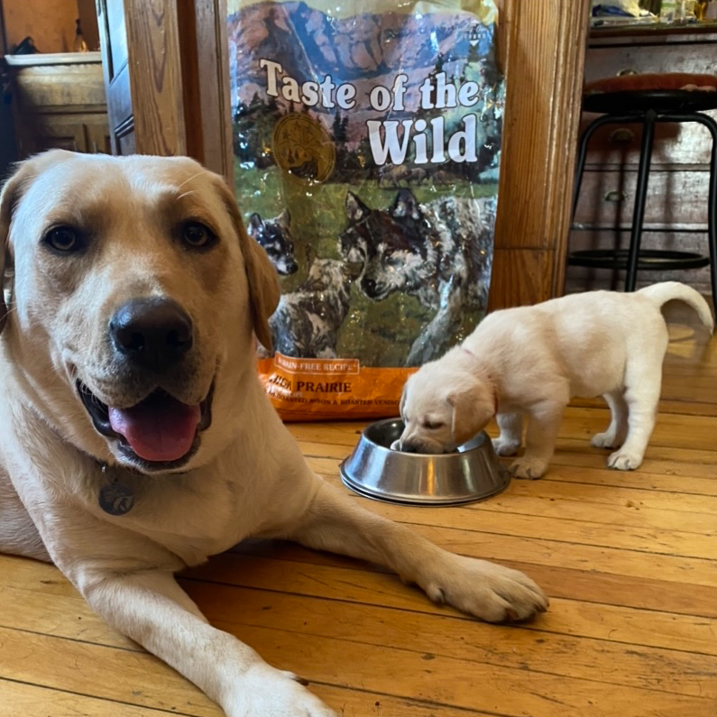 Two Labs by Taste of the Wild Food Bag | Taste of the Wild