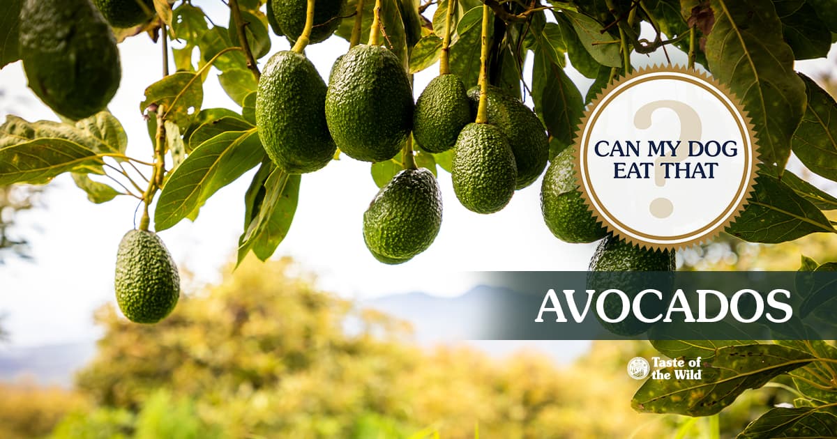 Avocados Hanging from Tree Branch graphic | Taste of the Wild