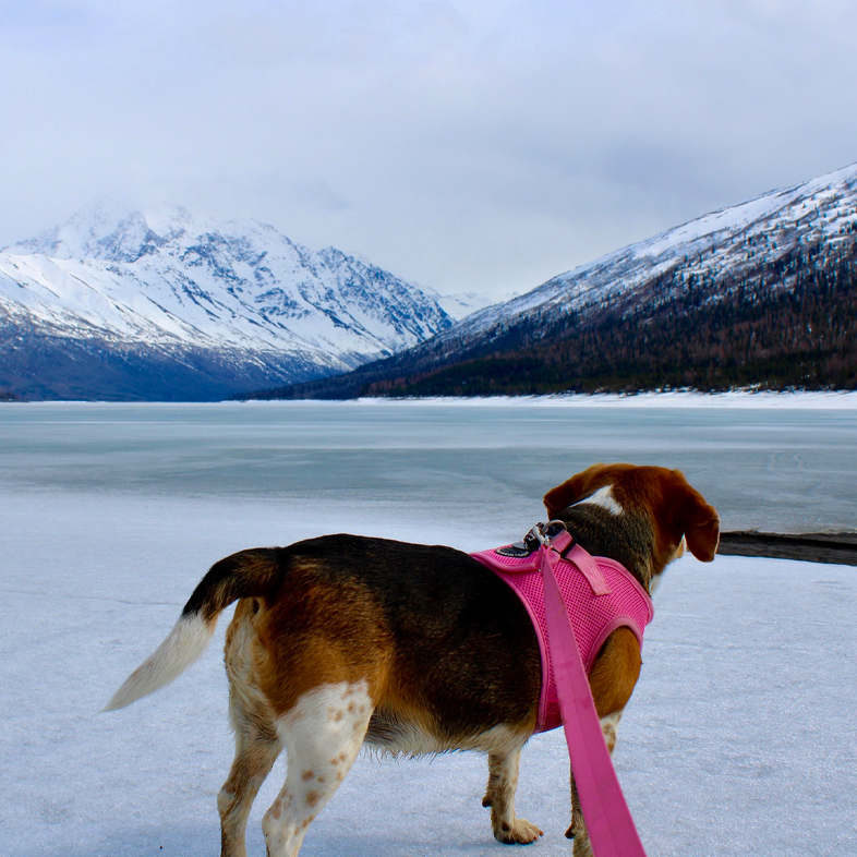 Beagle Looking at Snowy Mountains | Taste of the Wild