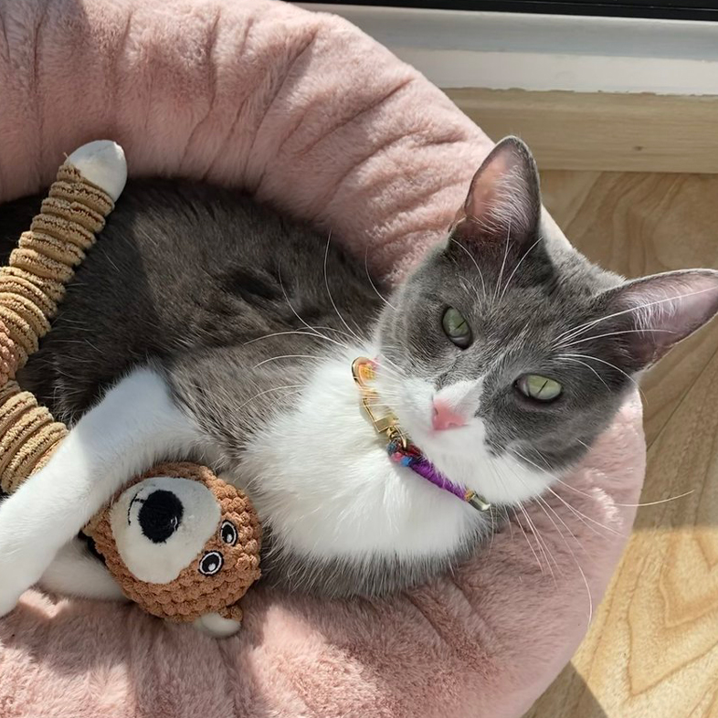 Cat Cuddling Toy in Pet Bed | Taste of the Wild