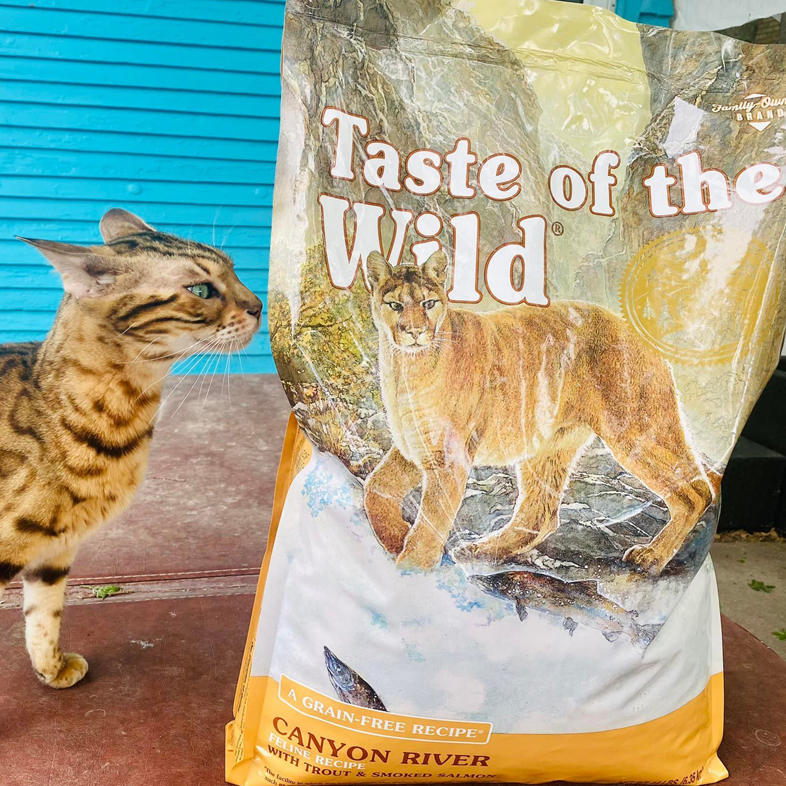 Cat Smelling Taste of the Wild Food Bag | Taste of the Wild