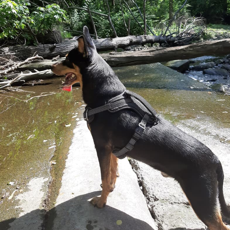 Mixed Breed Dog Looking Over Water on Hike | Taste of the Wild