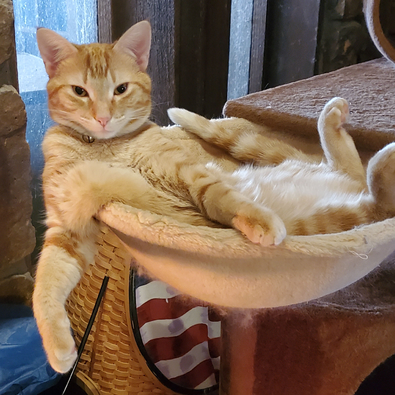 Orange Tabby Lying on Cat Bed | Taste of the Wild