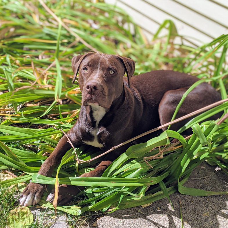 Pit Bull Rottweiler Mix Lying on Plant | Taste of the Wild