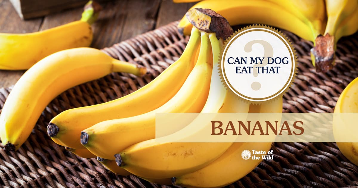 Banana Bunches Sitting on Wicker Basket Graphic | Taste of the Wild