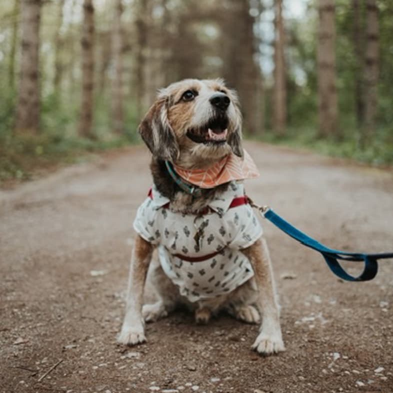 Beagle in Middle of Hiking Trail | Taste of the Wild