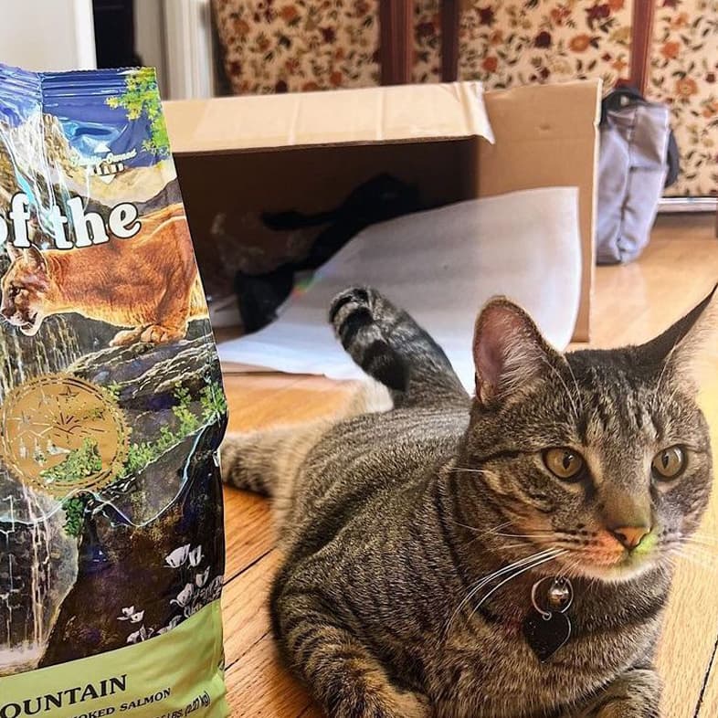 Cat Lying Next to Taste of the Wild Food Bag | Taste of the Wild