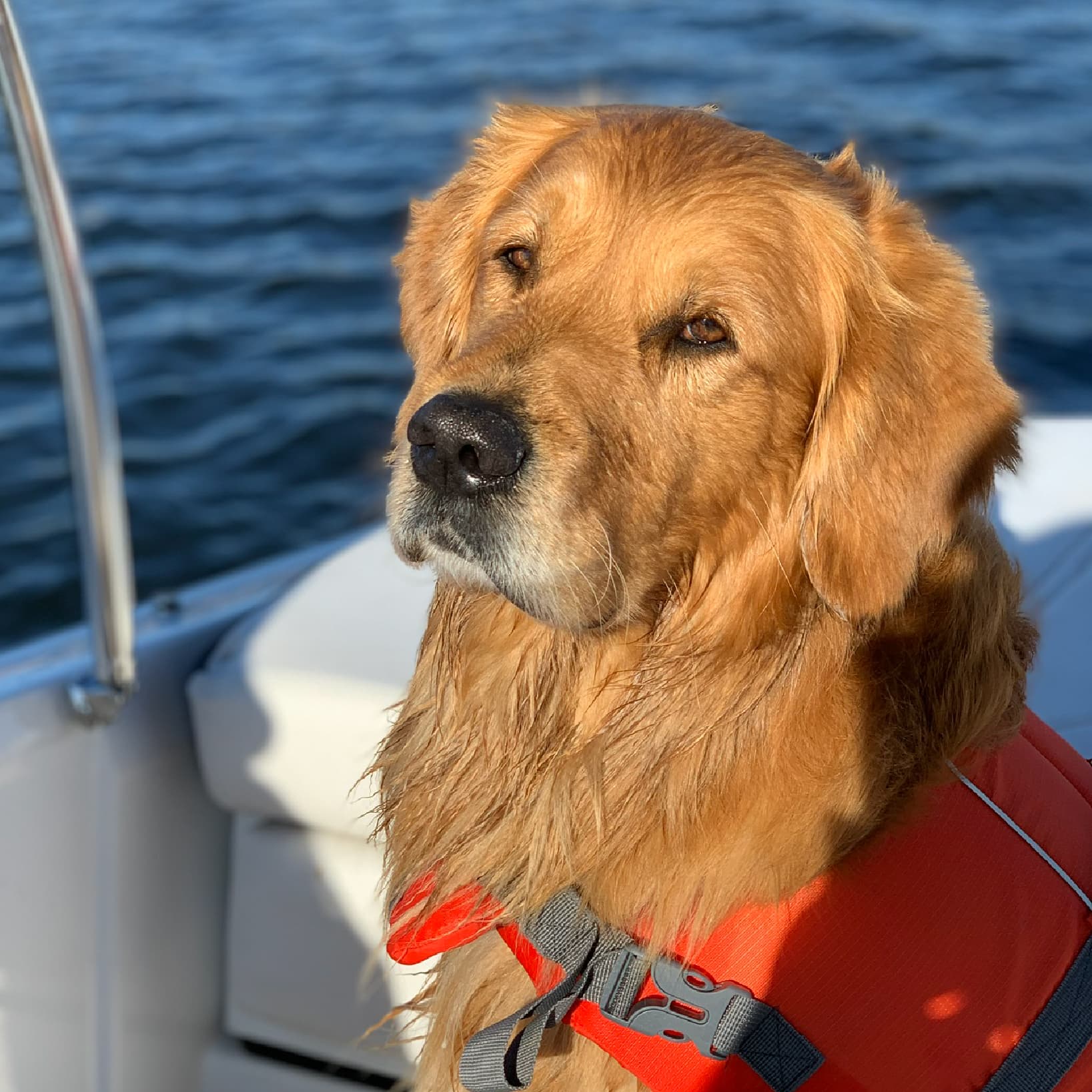 Golden Retriever Wearing Life Jacket on Boat | Taste of the Wild