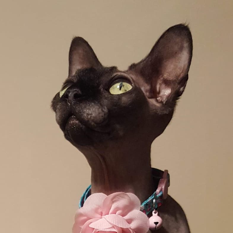 Sphynx Cat Wearing Flowered Collar | Taste of the Wild