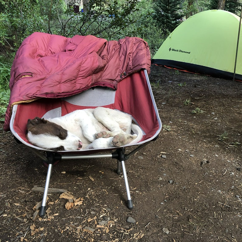 Border Collie Sleeping in Chair While Camping | Taste of the Wild