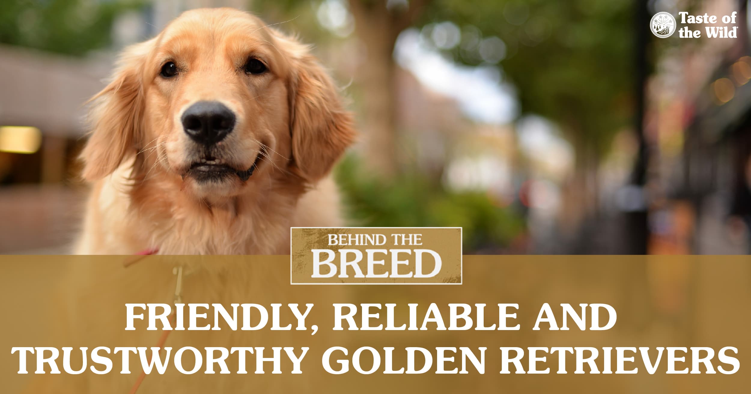 Golden Retriever with Background Blurred Out Text Graphic | Taste of the Wild