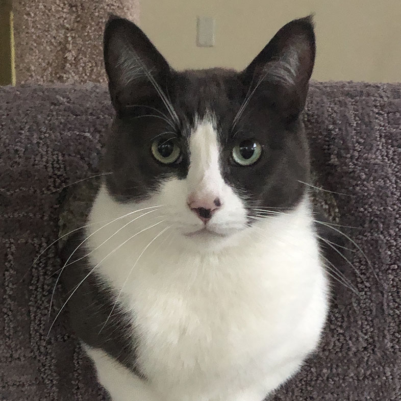 Shorthair Black and White Cat in Cat Tower | Taste of the Wild