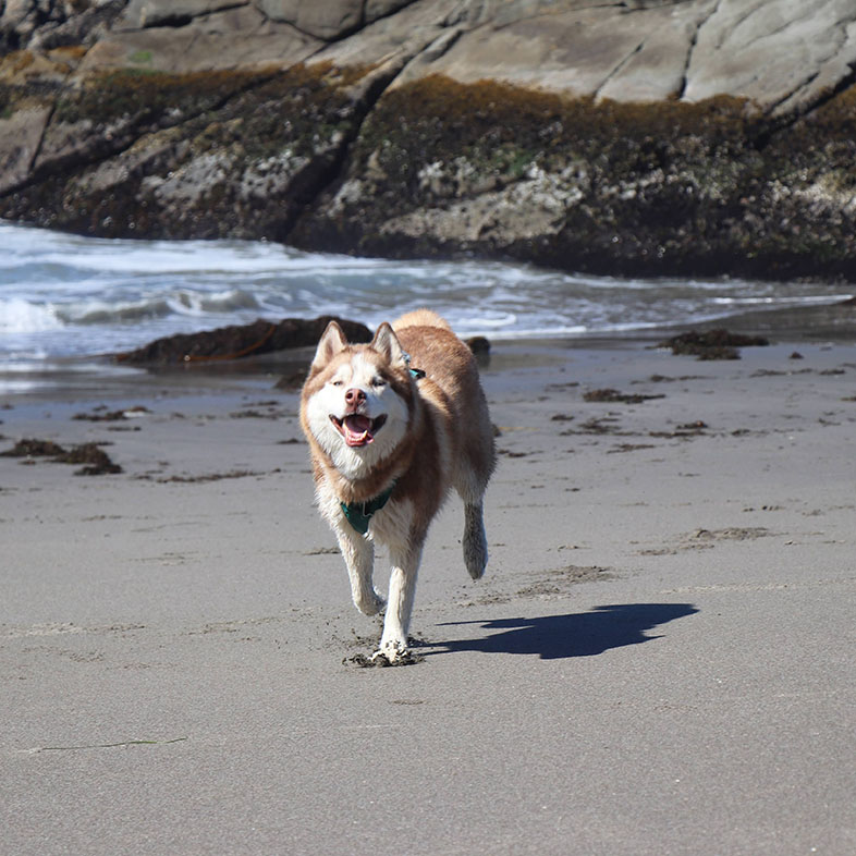 Siberian Husky Running on Beach | Taste of the Wild